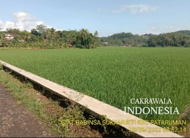 Bios 44, Petani