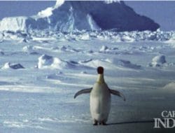 5 Fakta Menakjubkan Benua Antartika