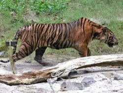 BKSDA Aceh Kembali Lepasliarkan Harimau Sumatera di Taman Nasional Gunung Leuser