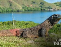 Taman Nasional Komodo, Destinasi Wisata Populer Tahun 2022