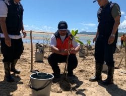 Tanam Mangrove: Mitigasi Bahaya Tsunami Kawasan Pacitan Dengan Vegetasi