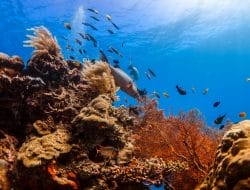 Menikmati Keindahan Bawah Laut Indonesia dengan Freediving
